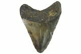 Bargain, Fossil Megalodon Tooth - North Carolina #91625-2